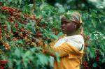 Зеленый кофе (Африка), суперцены, опт, робуста и арабика